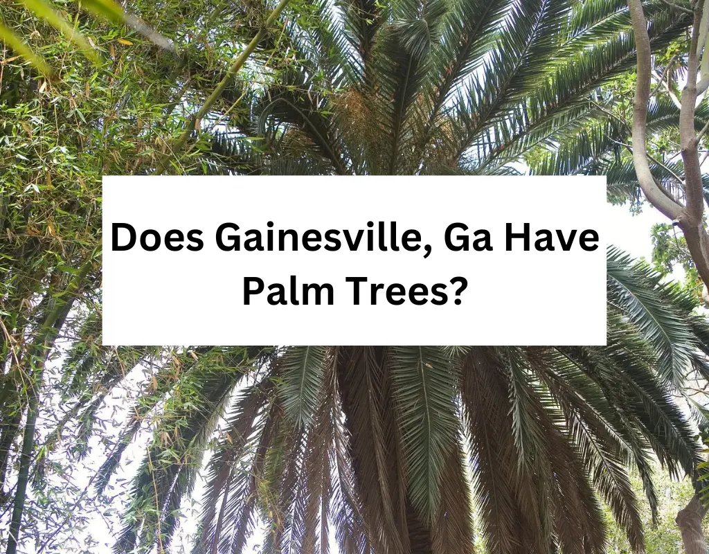 Does Gainesville Ga Have Palm Trees