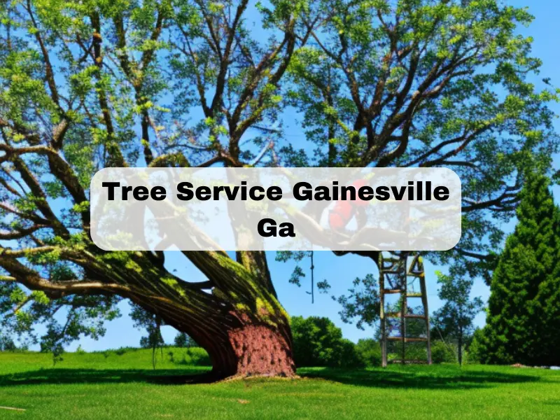 Tree Service Gainesville Ga